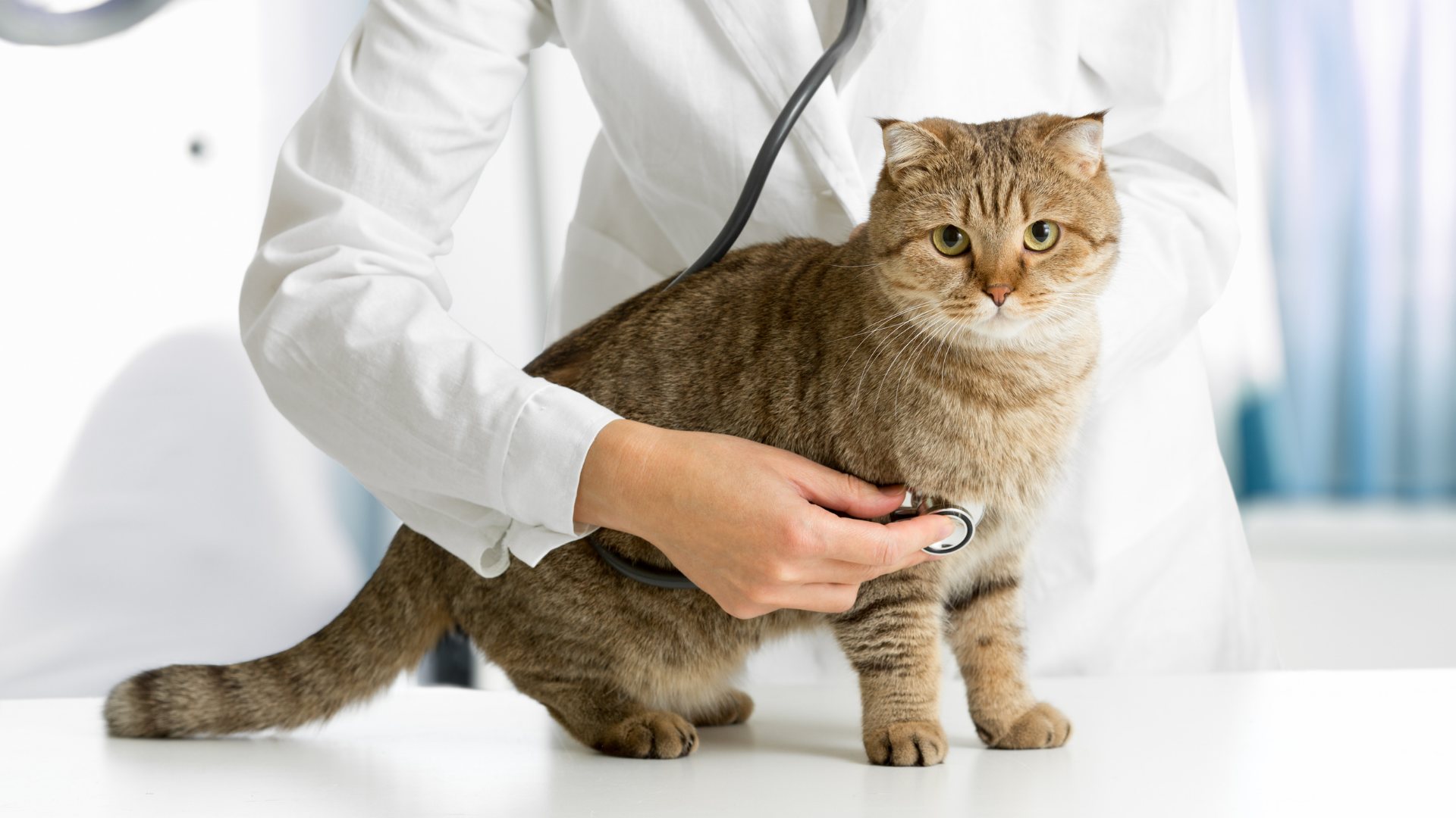 Cats Protection Neutering Voucher